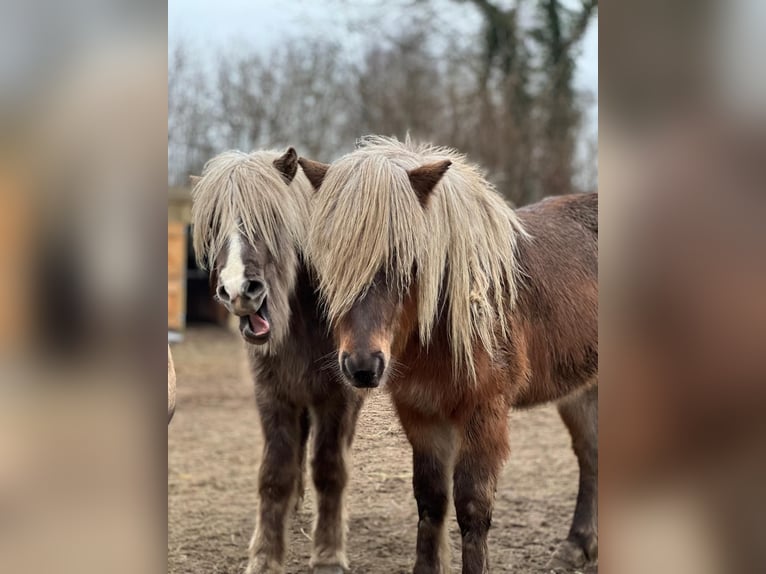 Icelandic Horse Stallion 3 years 13,1 hh in Blunk