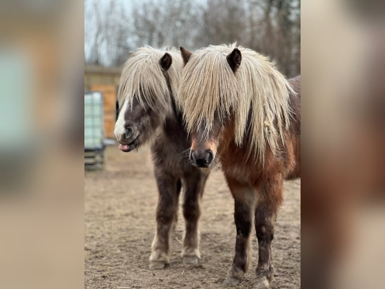 Icelandic Horse Stallion 3 years 13,1 hh in Blunk