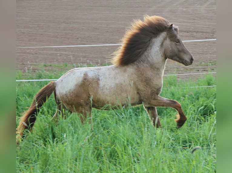 Icelandic Horse Stallion 3 years 13,1 hh Palomino in Saarland