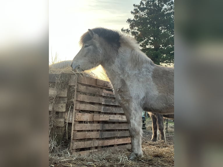 Icelandic Horse Stallion 3 years 13,2 hh in Blunk