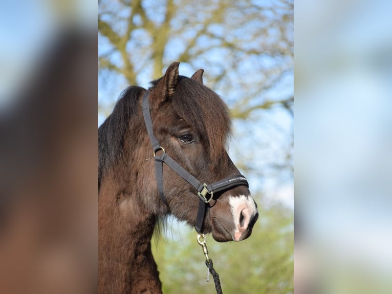 Icelandic Horse Stallion 3 years 13,2 hh in Blunk