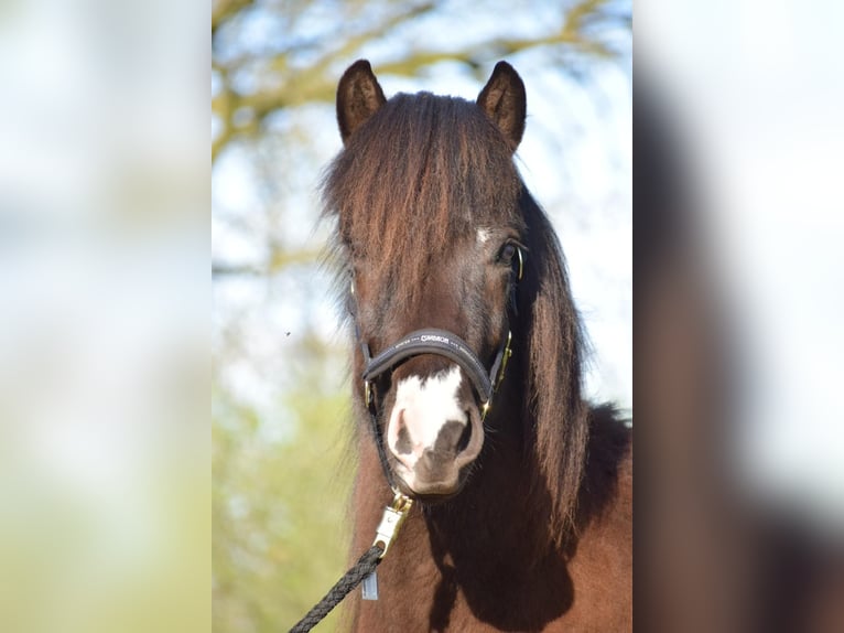 Icelandic Horse Stallion 3 years 13,2 hh in Blunk