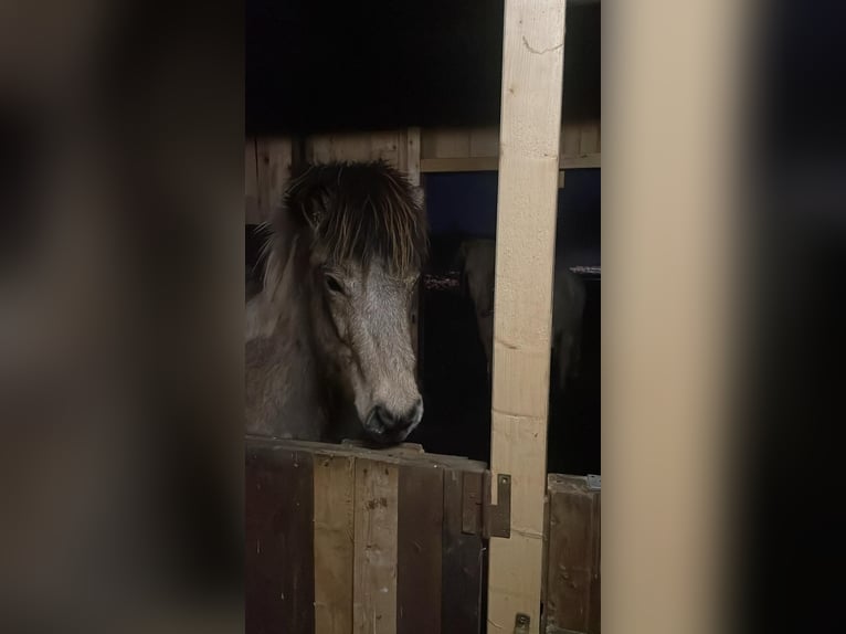 Icelandic Horse Stallion 3 years 13,2 hh in Blunk