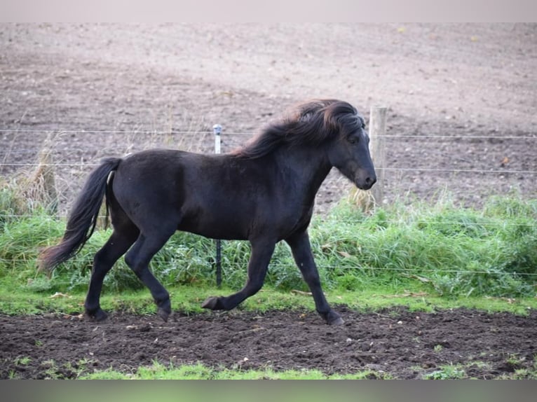 Icelandic Horse Stallion 3 years 13,2 hh in Blunk