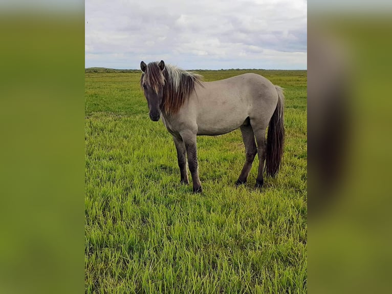 Icelandic Horse Stallion 3 years 13,2 hh Dun in Aachen