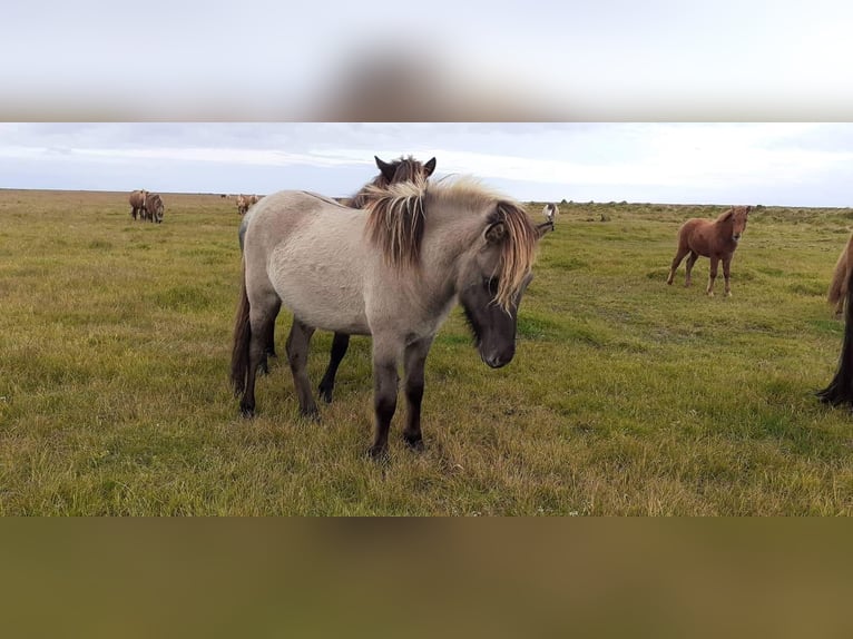 Icelandic Horse Stallion 3 years 13,2 hh Dun in Aachen