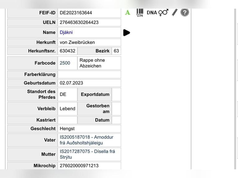 Icelandic Horse Stallion 3 years 13.2 hh  in Zweibrücken