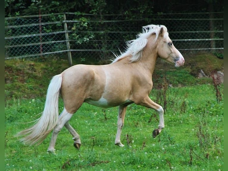 Icelandic Horse Stallion 3 years 13,2 hh Palomino in Saarland