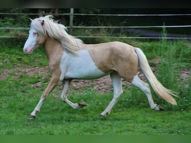 Icelandic Horse Stallion 3 years 13,2 hh Palomino in Saarland