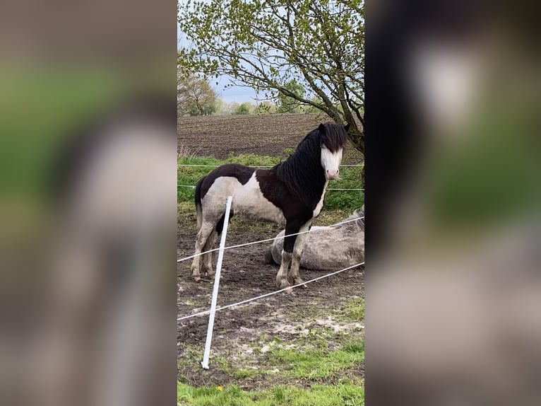 Icelandic Horse Stallion 3 years 13,2 hh Pinto in Hönow