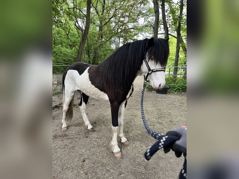 Icelandic Horse Stallion 3 years 13,2 hh Pinto in Hönow