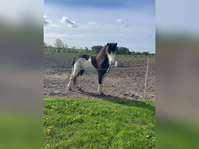 Icelandic Horse Stallion 3 years 13,2 hh Pinto in Hönow