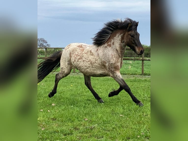 Icelandic Horse Stallion 3 years 13,2 hh Roan-Bay in Dedendorf