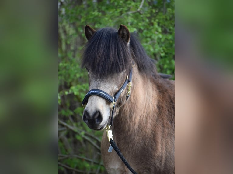 Icelandic Horse Stallion 3 years 13,3 hh in NehmsBlunk