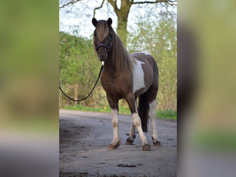 Icelandic Horse Stallion 3 years 13,3 hh Pinto in Blunk