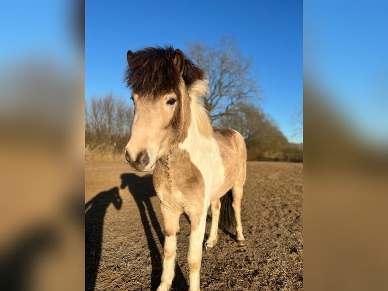 Icelandic Horse Stallion 3 years 13,2 hh in Blunk