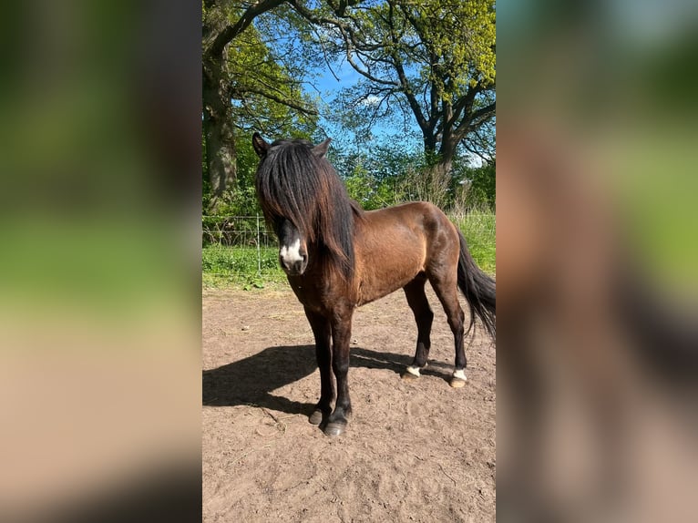 Icelandic Horse Stallion 3 years 13,2 hh in Blunk