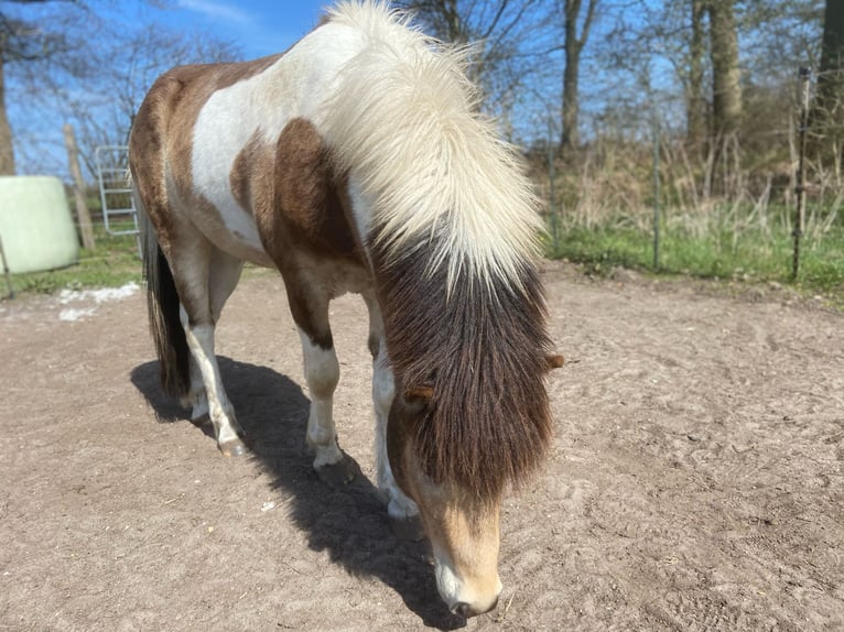 Icelandic Horse Stallion 3 years 13,2 hh in Blunk