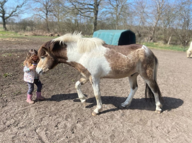 Icelandic Horse Stallion 3 years 13,2 hh in Blunk