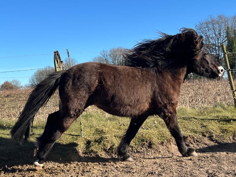 Icelandic Horse Stallion 3 years 13,2 hh in Blunk
