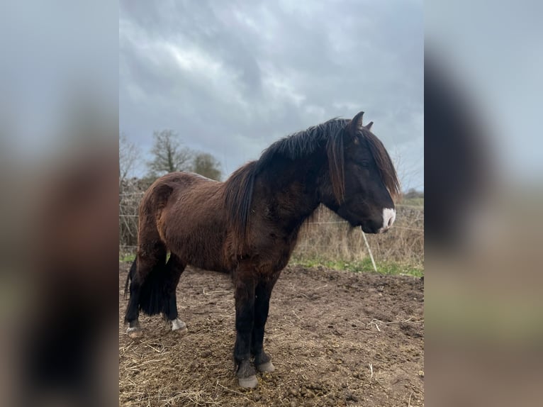 Icelandic Horse Stallion 3 years 13,2 hh in Blunk