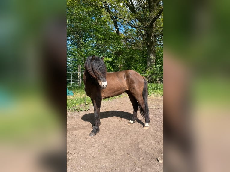 Icelandic Horse Stallion 3 years 13,2 hh in Blunk