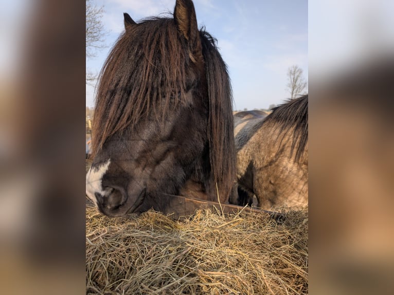 Icelandic Horse Stallion 3 years 13,2 hh in Blunk