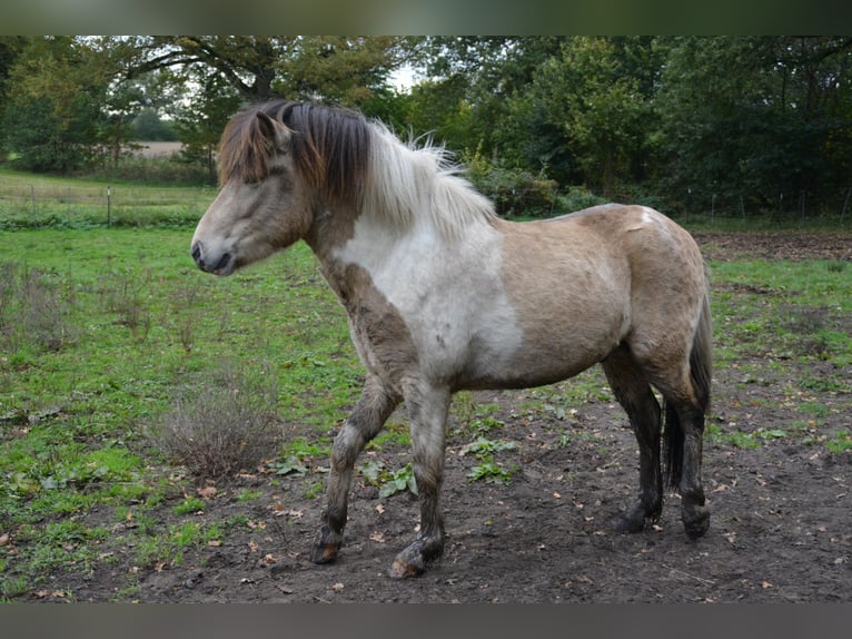 Icelandic Horse Stallion 3 years 13,2 hh in Blunk