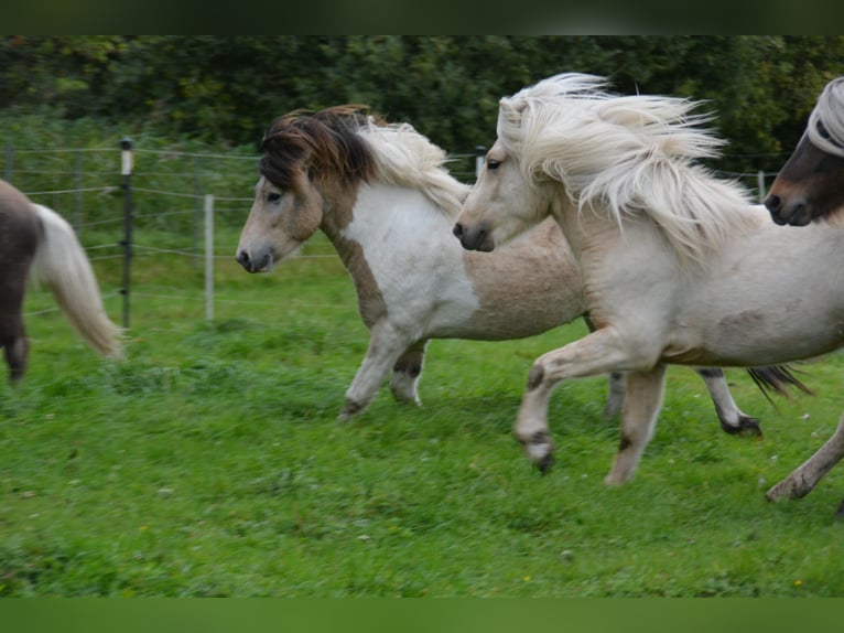 Icelandic Horse Stallion 3 years 13,2 hh in Blunk