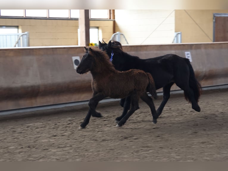 Icelandic Horse Stallion 3 years 13,2 hh in Zweibrücken