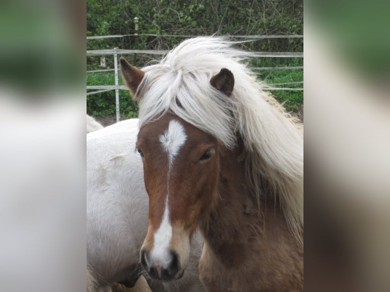 Icelandic Horse Stallion 3 years 13,2 hh in Lutzhorn