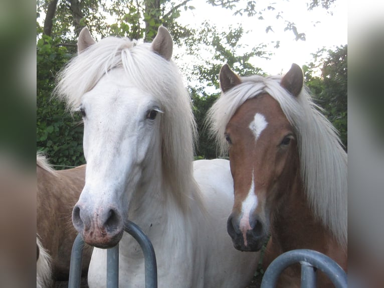 Icelandic Horse Stallion 3 years 13,2 hh in Lutzhorn