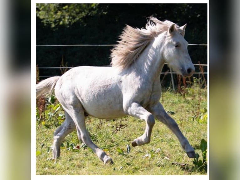 Icelandic Horse Stallion 3 years 13,2 hh Grey in Lutzhorn
