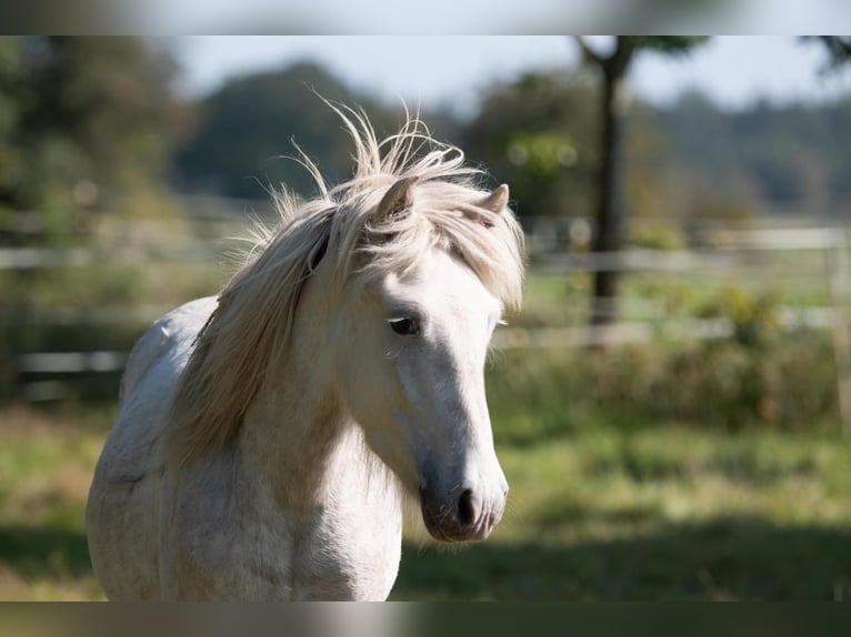 Icelandic Horse Stallion 3 years 13,2 hh Grey in Lutzhorn
