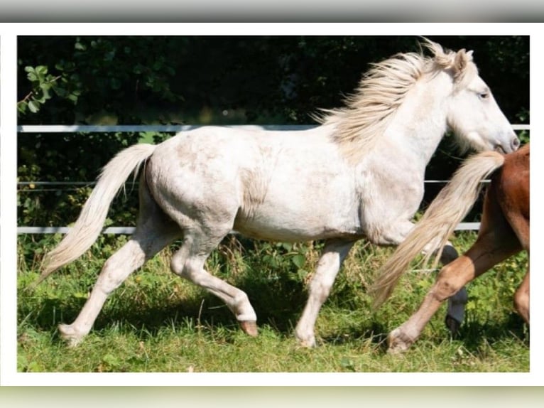 Icelandic Horse Stallion 3 years 13,2 hh Grey in Lutzhorn