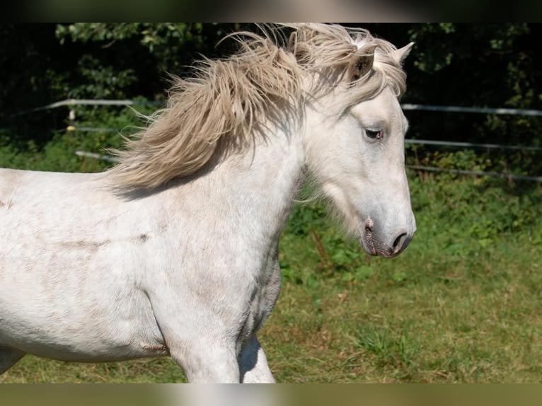 Icelandic Horse Stallion 3 years 13,2 hh Grey in Lutzhorn