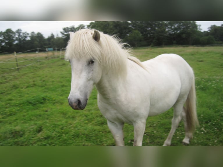 Icelandic Horse Stallion 3 years 13,2 hh Grey in Lutzhorn