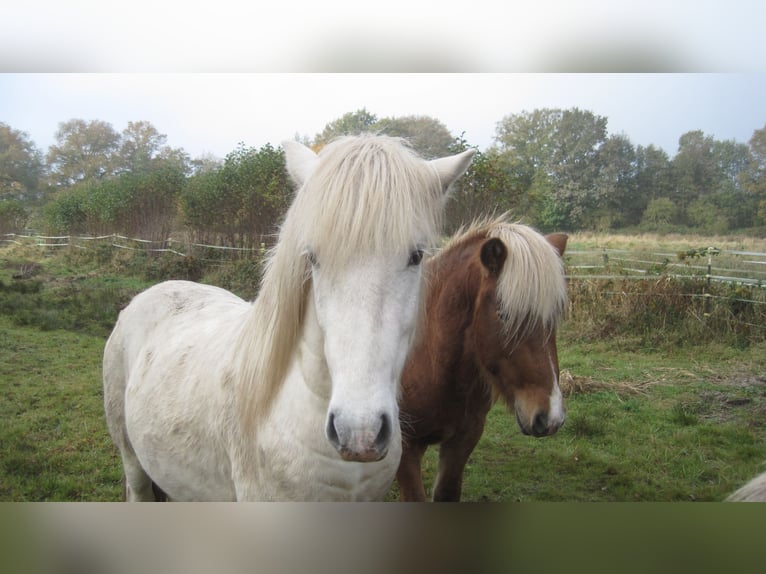 Icelandic Horse Stallion 3 years 13,2 hh Grey in Lutzhorn