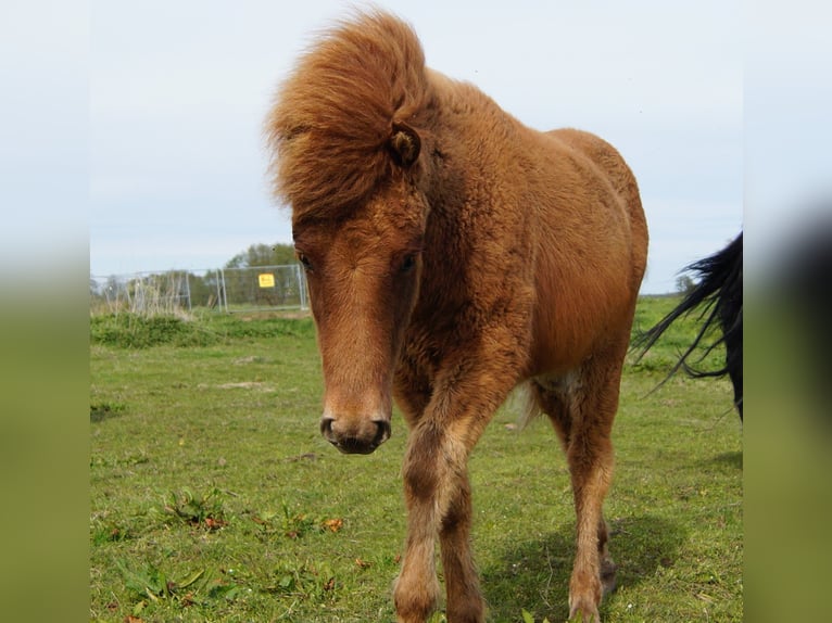 Icelandic Horse Stallion 3 years 14,1 hh Dun in Nostorf