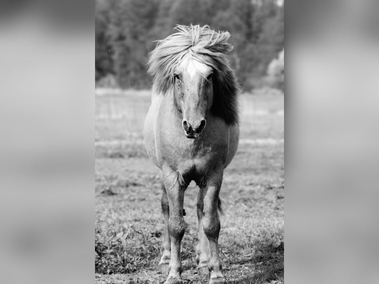 Icelandic Horse Stallion 3 years 14,1 hh Dun in Nostorf