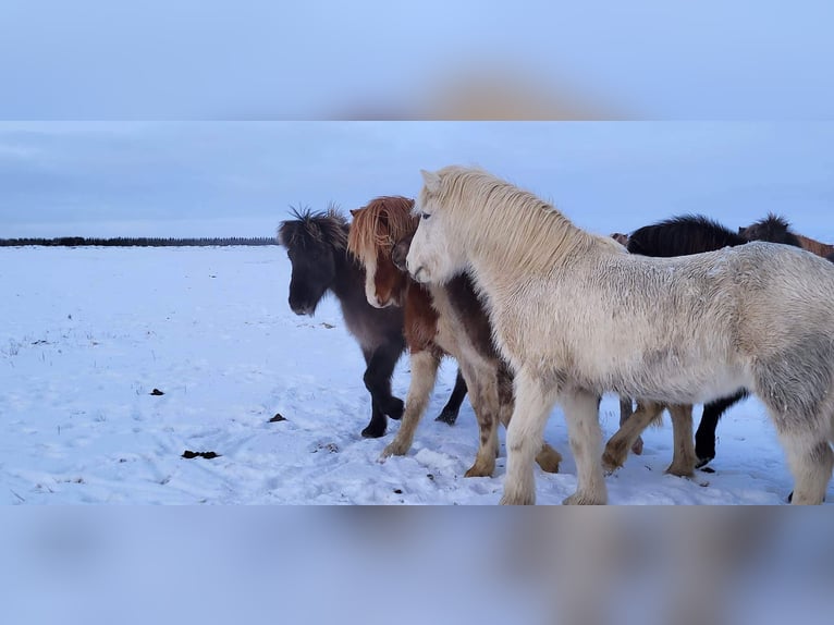 Icelandic Horse Stallion 3 years 14,1 hh Tobiano-all-colors in South Iceland