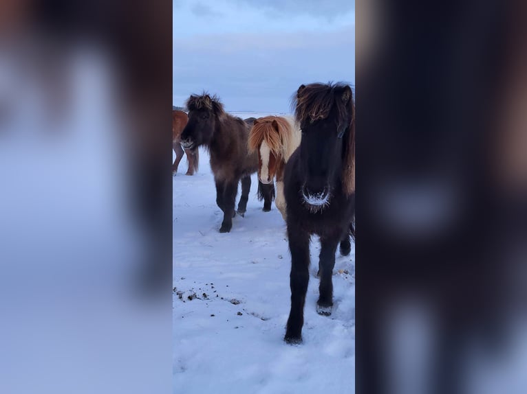 Icelandic Horse Stallion 3 years 14,1 hh Tobiano-all-colors in South Iceland