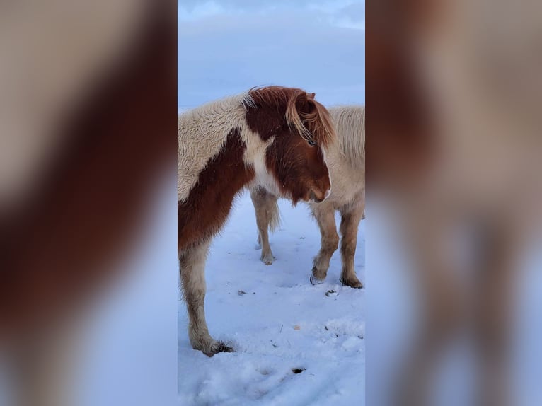 Icelandic Horse Stallion 3 years 14,1 hh Tobiano-all-colors in South Iceland