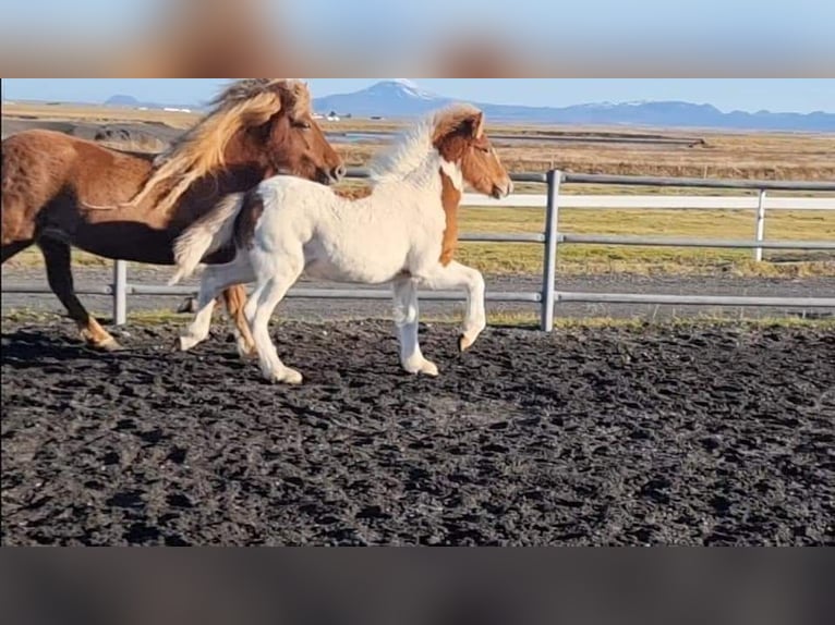 Icelandic Horse Stallion 3 years 14,1 hh Tobiano-all-colors in South Iceland