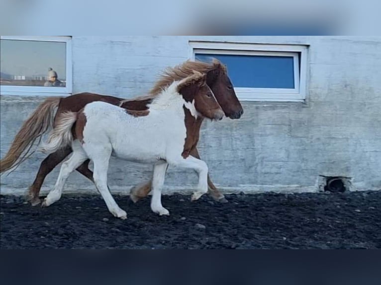 Icelandic Horse Stallion 3 years 14,1 hh Tobiano-all-colors in South Iceland