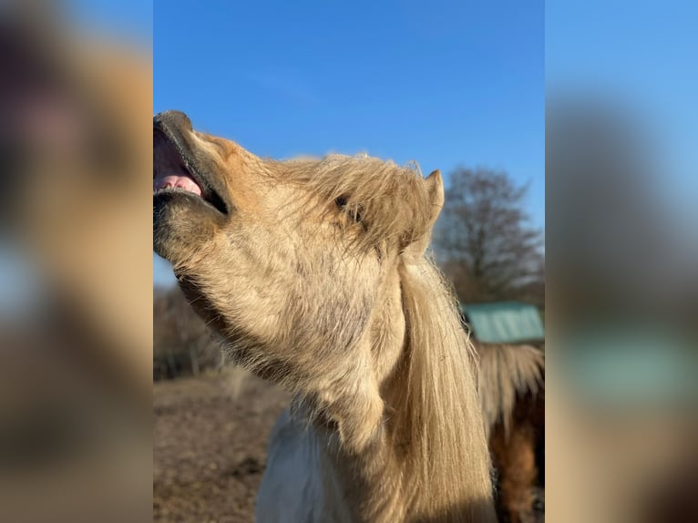 Icelandic Horse Stallion 3 years 14 hh  in Bosau