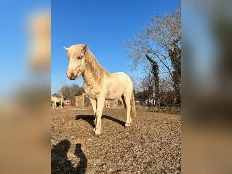 Icelandic Horse Stallion 3 years 14 hh  in Bosau