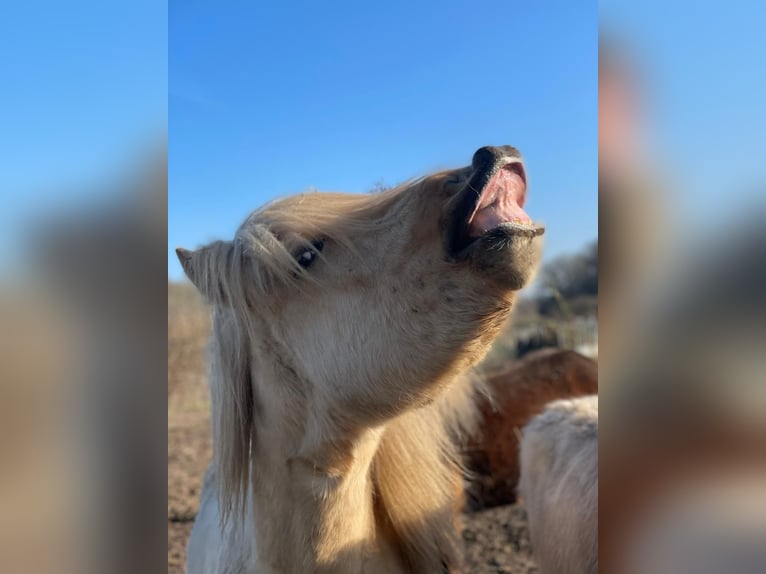 Icelandic Horse Stallion 3 years 14 hh  in Bosau