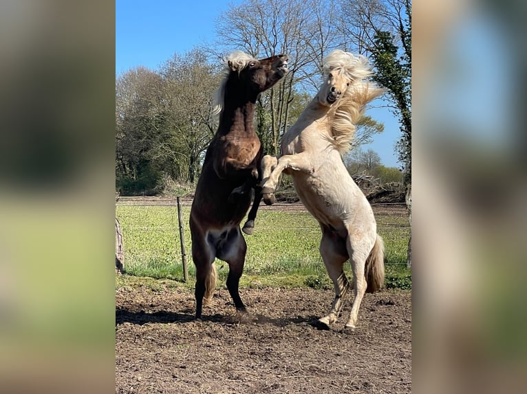 Icelandic Horse Stallion 3 years 14 hh  in Bosau