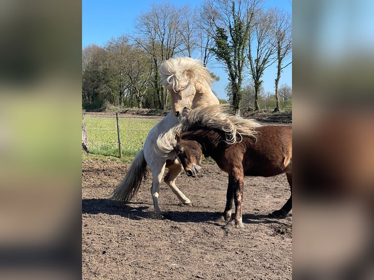 Icelandic Horse Stallion 3 years 14 hh  in Bosau